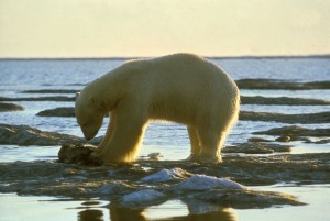Polar_bear_Olsen,_Dave