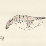 ©B.J. Carrick, Tiger shrimp, lápiz y tinta sobre papel crema, 21.6 x 28 in, 2011.