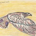©B.J. Carrick, Cautious descent (hawk), lápiz y tinta sobre papel crema, 21.6 x 28 in, 2011.